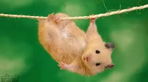 همسترها می توانند رویاهای هنری خود را دنبال کنند